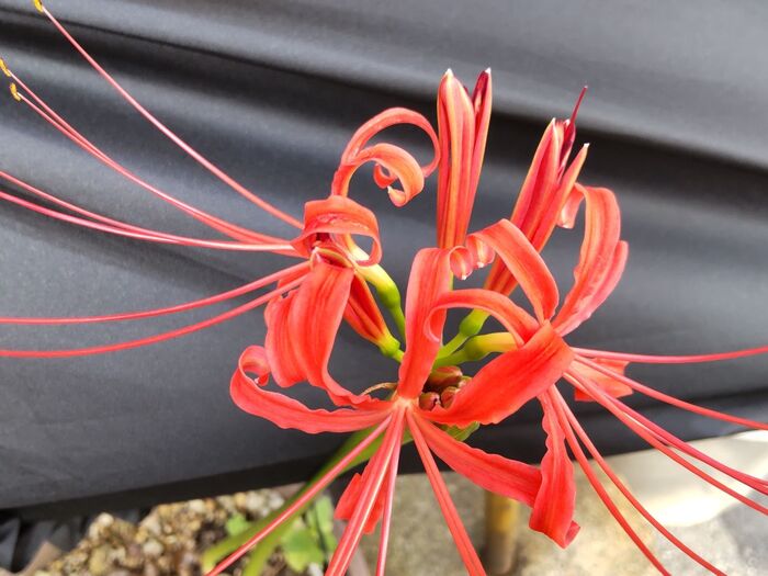 この植物は「ヒガンバナ(彼岸花)」です。別名「曼珠沙華(まんじゅしゃげ)」「地獄花(じごくばな)」他。