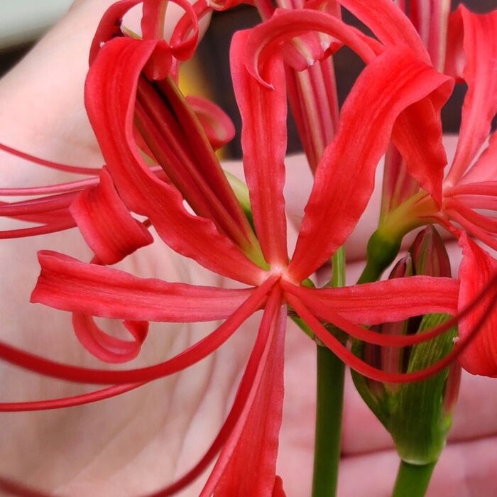 彼岸花の花言葉は「再会」「悲しい思い出」「独立」「あきらめ」…
