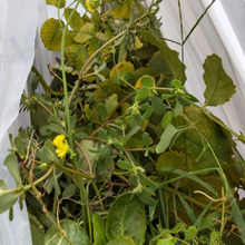 植木の剪定・雑草駆除の際に、手で持たなくて良い大きなビニール袋が吊るせて便利なアイデアー!