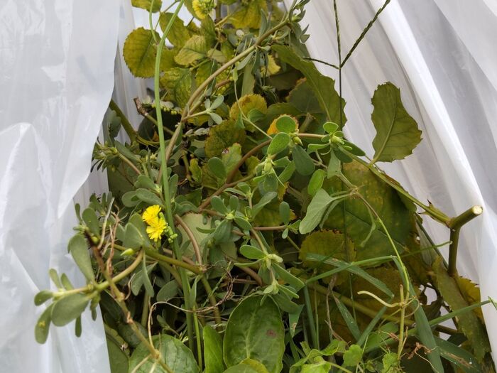 植木の剪定・雑草駆除の際に、手で持たなくて良い大きなビニール袋が吊るせて便利なアイデアー!