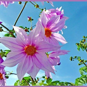 空高くまっすぐ伸びていく「皇帝ダリア/Dahlia imperialis/Tree dahlia」