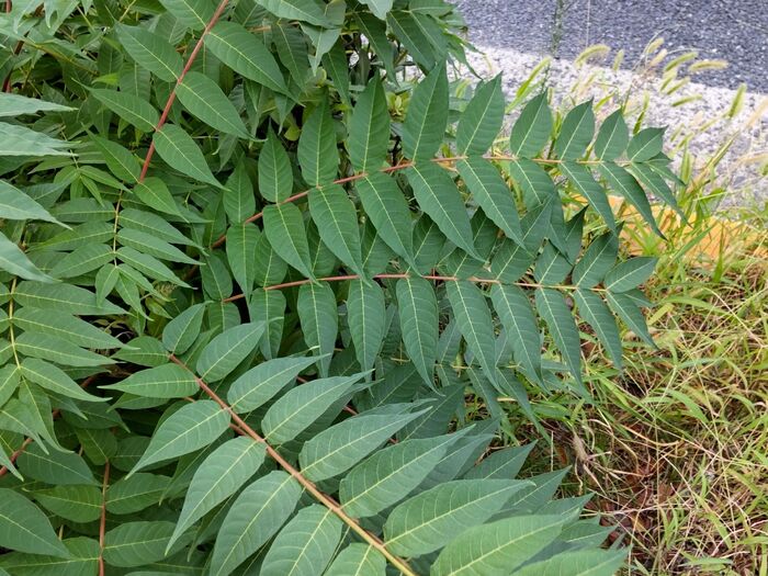 【9月の道端の危険雑草】天国の木とも呼ばれる「ニワウルシ」!触るとかぶれる?花言葉は「神の力」他。