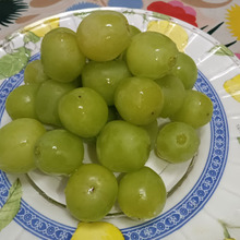 今日と言う日を忘れるために…Shine Muscatとともに。