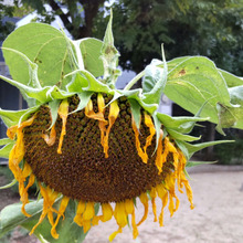 「9月末の道端」怖い!頭を垂れ下を向く枯れたひまわりの花言葉は?大輪のひまわりの花言葉がヤバい!