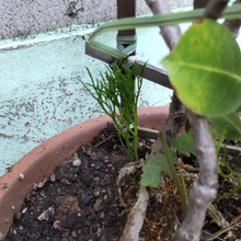 【9月の雑草】怖いくらいラッキー!これは偶然か?命拾いした雑草君、ただの雑草じゃないんですー!