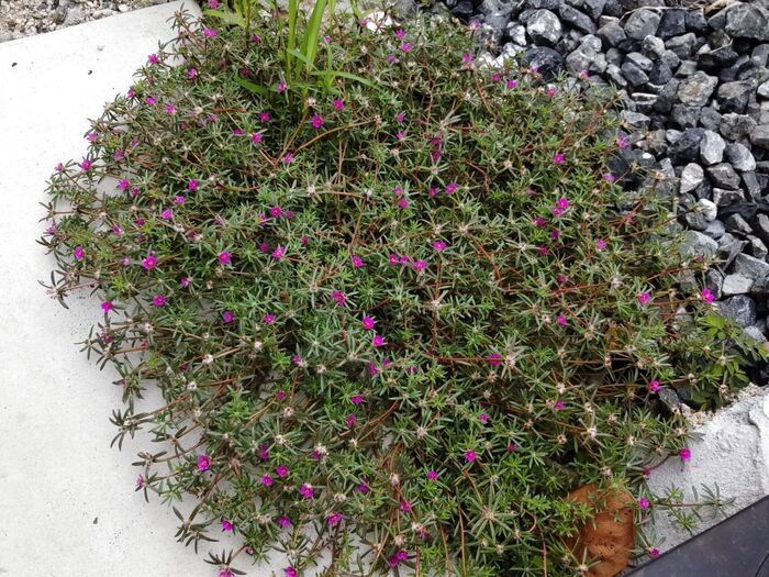 【9月の道端の雑草】近寄らないと良さが分からないお花「マツバボタン」似の雑草の花言葉は「力強い」!