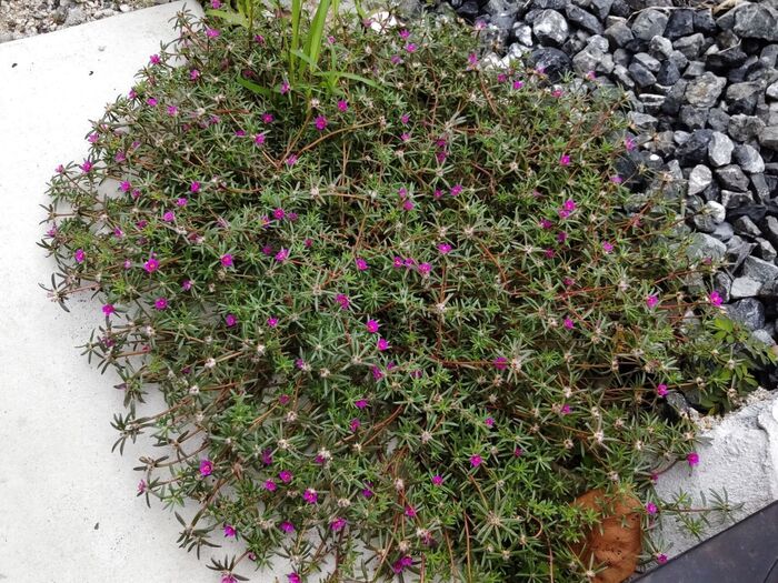 【9月の道端の雑草】近寄らないと良さが分からないお花「マツバボタン」似の雑草の花言葉は「力強い」！