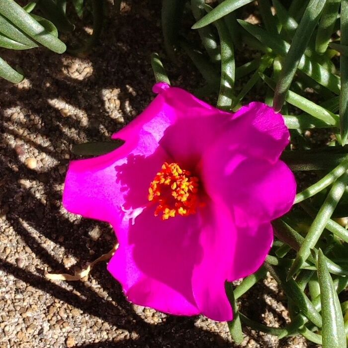 開花期は6～9月頃。マツバボタンの花言葉は「無邪気」「忍耐」「可憐」です。