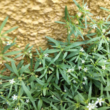 【夏~秋の道端の雑草】とても魅力的な雑草♡白い小さな花の花言葉は「優しさ」「懐の深い」「愛情」!