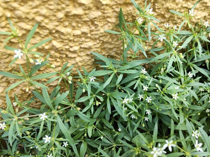 【夏~秋の道端の雑草】とても魅力的な雑草♡白い小さな花の花言葉は「優しさ」「懐の深い」「愛情」!