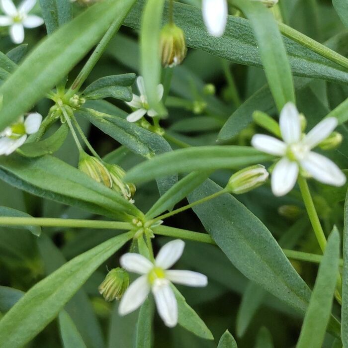 クルマバザクロソウの花言葉は「優しさ」「懐の深い」「愛情」です。