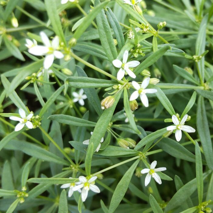 この植物は「クルマバザクロソウ(車葉柘榴草)」です。