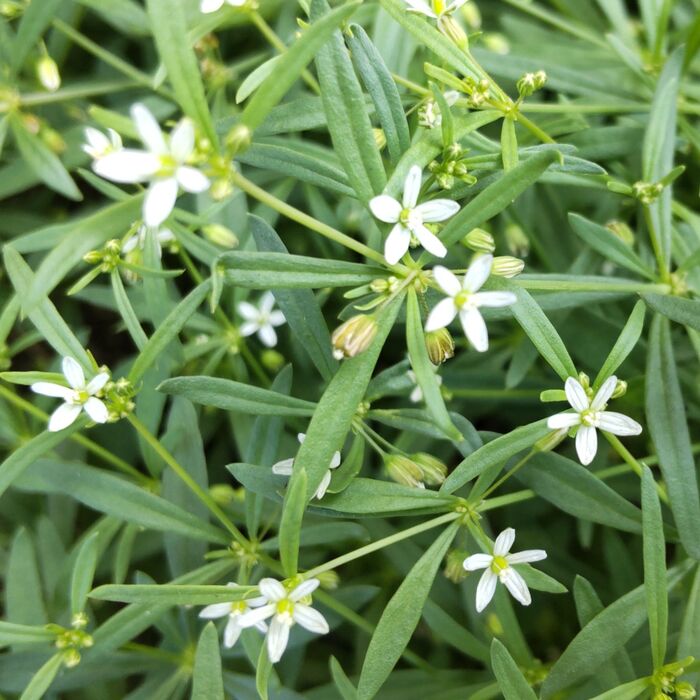 この植物は「クルマバザクロソウ（車葉柘榴草）」です。