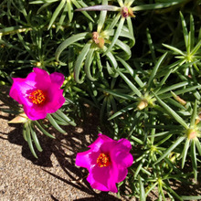 観賞用の「マツバボタン」と、雑草として生きる「ヒメマツバボタン」を比べてみたよ!