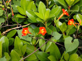 【10月の道端の有毒雑草】お子様注意!花言葉は「常に愛らしい」「マルバルコウ」の毒性はどこにある?