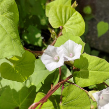 【10月の道端】見つけてラッキーな花♡花言葉は「見つけたら幸せ」マメアサガオの簡単な見分け方って?