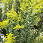 【10月の道端の危険な雑草】秋の花粉粉の原因ではない?昔懐かしい外来種の「セイタカアワダチソウ」