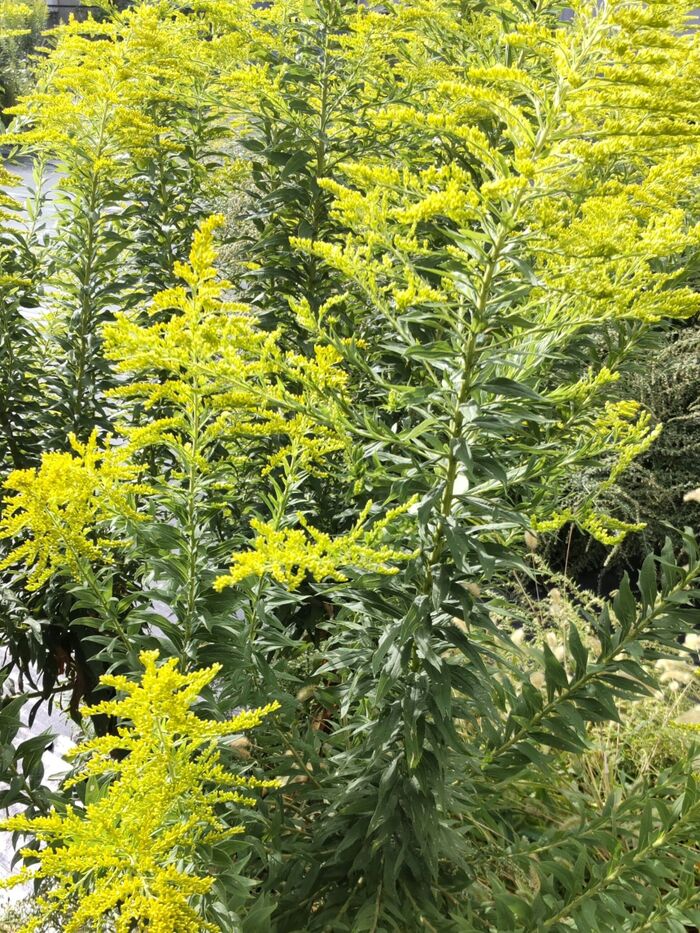 【10月の道端の危険な雑草】秋の花粉粉の原因ではない?昔懐かしい外来種の「セイタカアワダチソウ」