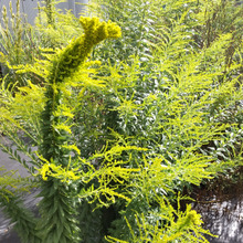 「10月の道端の雑草」雑巾を絞ったような驚きの姿!帯化現象のセイタカアワダチソウー!