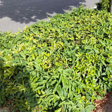 【10月道端の雑草】屁糞葛の不思議!あまり知られていない!真似っこする?カメレオンな「ヘクソカズラ」