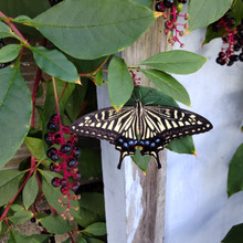 【10月道端の危険雑草】お子様注意!「ヨウシュヤマゴボウ」全草毒ありの場合は、蜜も毒ありなの?