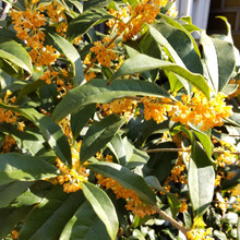 【秋(10月)のお花】近年大人気の香りの不思議って?秋を知らせるキンモクセイの花言葉も意外だった♡