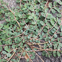 【厄介な有毒雑草】お子様注意!な「コニシキソウ」!秋の駆除を見逃すな!その理由とは?