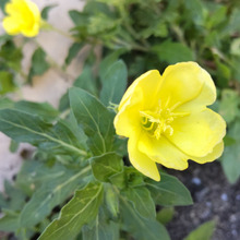 【秋に見た道端の雑草】可愛い顔して厄介なんです。要注意外来生物!駆除対象なの?