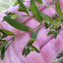 【道端の有毒雑草】お子様注意!小悪魔「オオニシキソウ」!花言葉は「執着」「密かな情熱」「数は力」他。