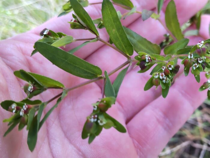 【道端の有毒雑草】お子様注意!小悪魔「オオニシキソウ」!花言葉は「執着」「密かな情熱」「数は力」他。