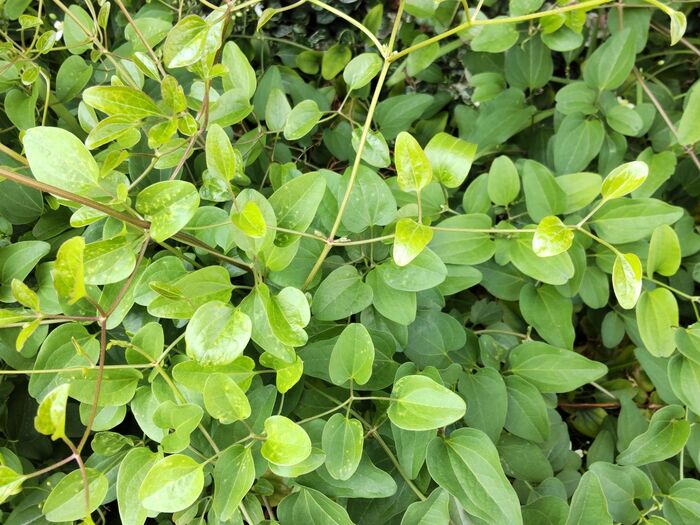 実は、有毒植物です。強い毒性を持ちます