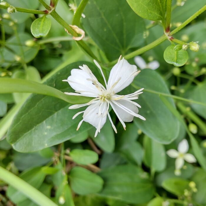 「道端の有毒雑草」可愛い顔して超危険ー!ダメでしょ→花言葉は「安全」「あふれるばかりの善意」他。