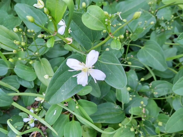 花後の果実の白い毛は風に乗りやすく、種が飛び繁殖します