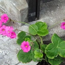 「10月の道端の雑草」大きな可愛いピンク色のお花の正体は? 毒性はあるの?食べられるの?