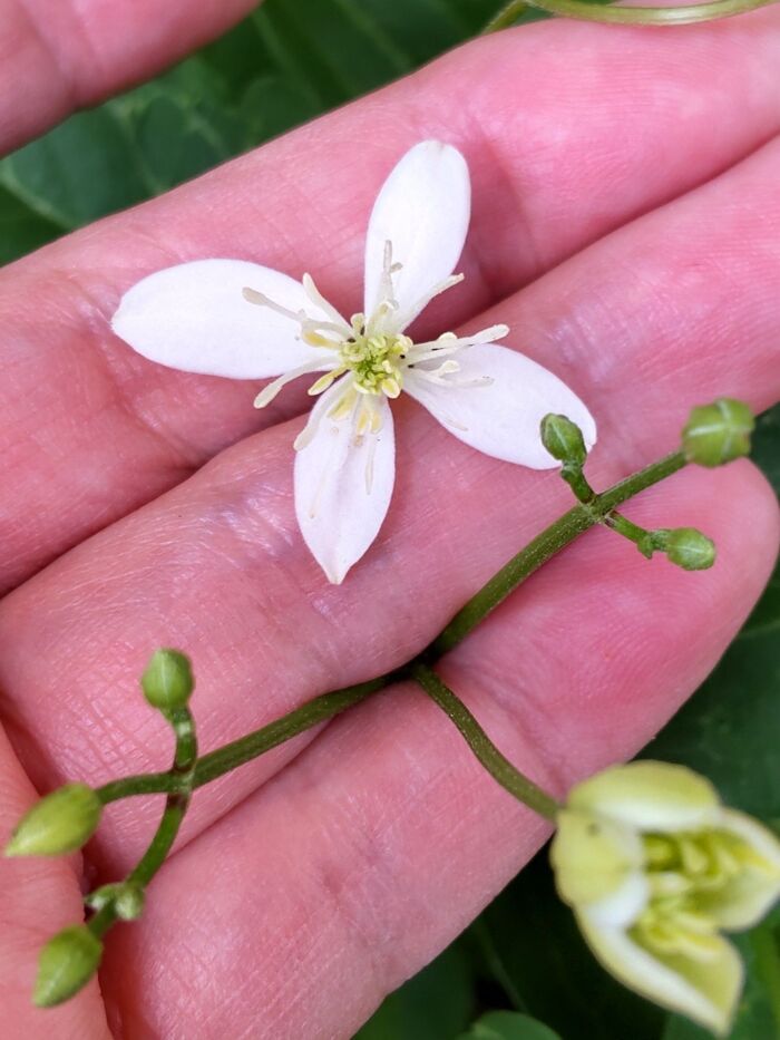 花びらのように見える4枚のがく片が十文字になっている。本当は「花びら」はない