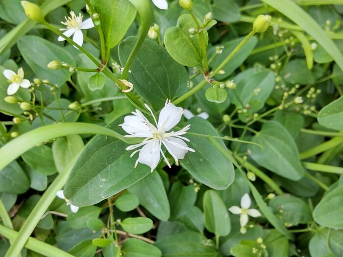 この植物は「センニンソウ(仙人草)」です。別名は、「ウシクワズ(牛食わず)」「ウマノハコボレ(馬歯欠)」他