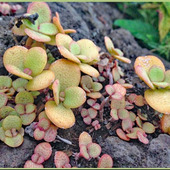 丸くてぷっくりとした肉厚の葉「金のなる木、縁紅弁慶(フチベニベンケイ)」