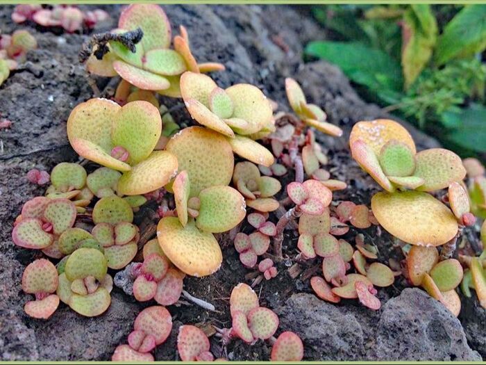 丸くてぷっくりとした肉厚の葉「金のなる木、縁紅弁慶(フチベニベンケイ)」