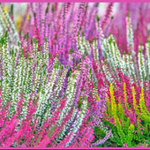 秋から冬にかけて美しい花を咲かせる「カルーナ/Calluna vulgaris/ギョリュウモドキ」