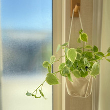 【無印】枯らし族におすすめ!それは「底面吸水鉢の観葉植物」