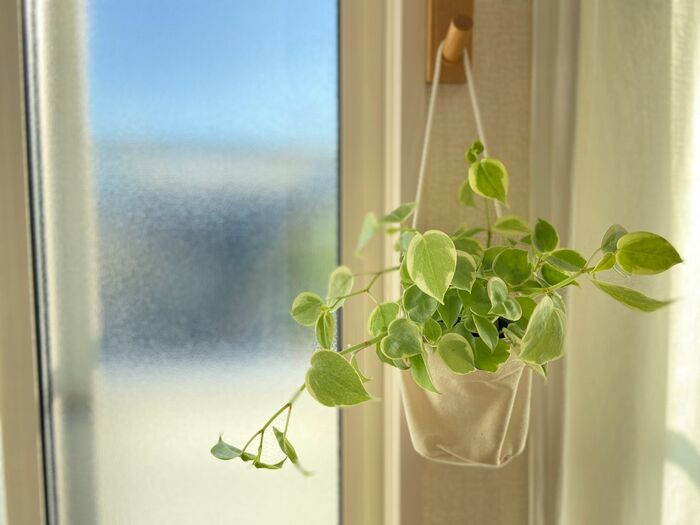 【無印】枯らし族におすすめ!それは「底面吸水鉢の観葉植物」