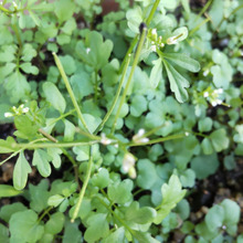 【11月の雑草】いざという時に役に立つ「タネツケバナ」♡勝負運が高まりそうな花言葉を持っている?