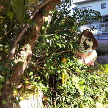 有馬温泉周辺で出会える珍しいもの3選!変な看板、変な自販機、レア植物(牧野富太郎命名)案内板。