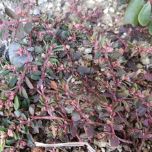 【11月道端の有毒植物】お子様注意!赤しそみたいな赤紫色だけど、食べちゃダメ!秋の「ボンド草」変異!