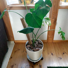 【防災月間】大地震の時、実はキャスター付き家具が危ない?!