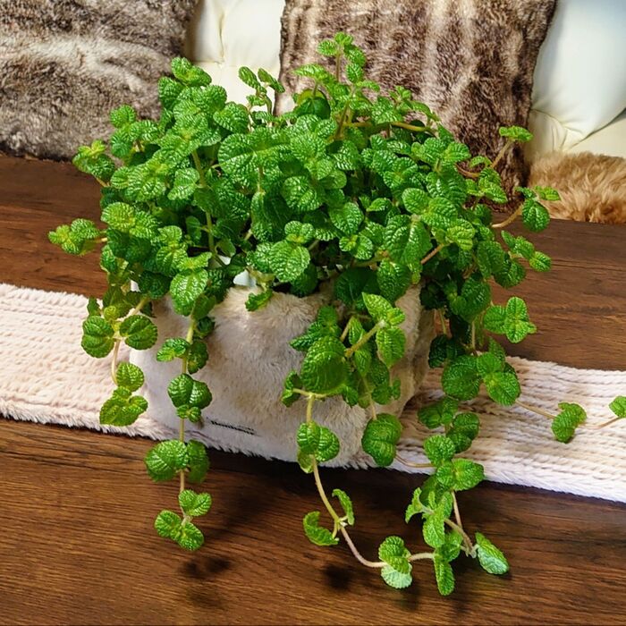 【無印良品】観葉植物を買う際の……裏技がコレだ!!