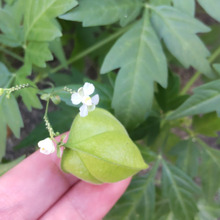 似た植物!驚きー!奇跡的な「フウセンカズラ」に隠された秘密とは?危険「ヒロハフウリンホオズキ」とは?