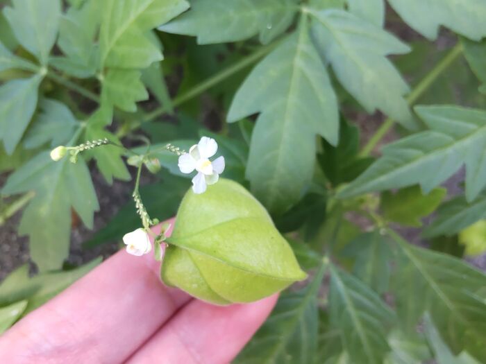 似た植物!驚きー!奇跡的な「フウセンカズラ」に隠された秘密とは?危険「ヒロハフウリンホオズキ」とは?