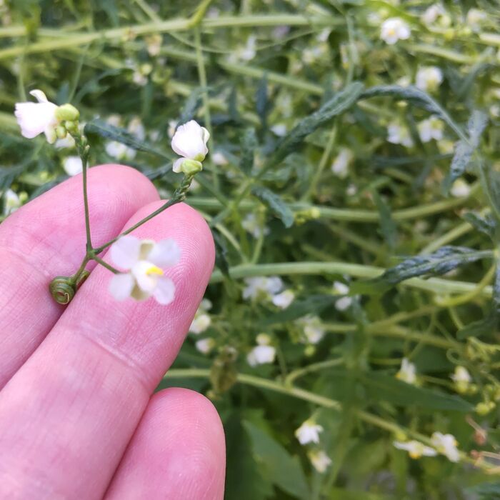 「フウセンカズラ(風船葛)」の花言葉は「一緒に飛びたい」「自由な心」「あなたと共に」「あなたと飛び立ちたい」「永遠にあなたと共に」「多忙」です。