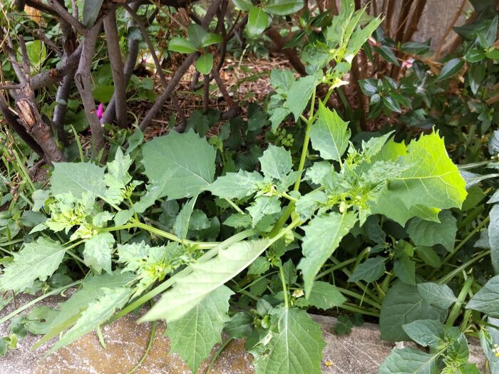 帰化植物で厄介者とされています。有毒です。